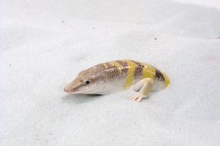 The CRAB lab studies how animals like this sandfish move on and in sand. Findings are relevant to robotics, among other areas of study