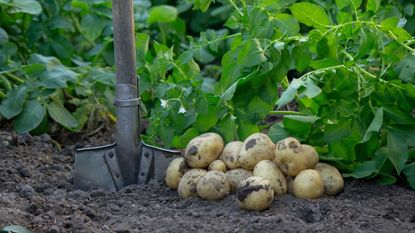 A harvest of potatoes in a garden next to a spade and other potato plants