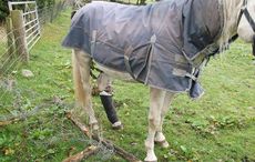 Scottish-SPCA-news-release-Silver.jpg