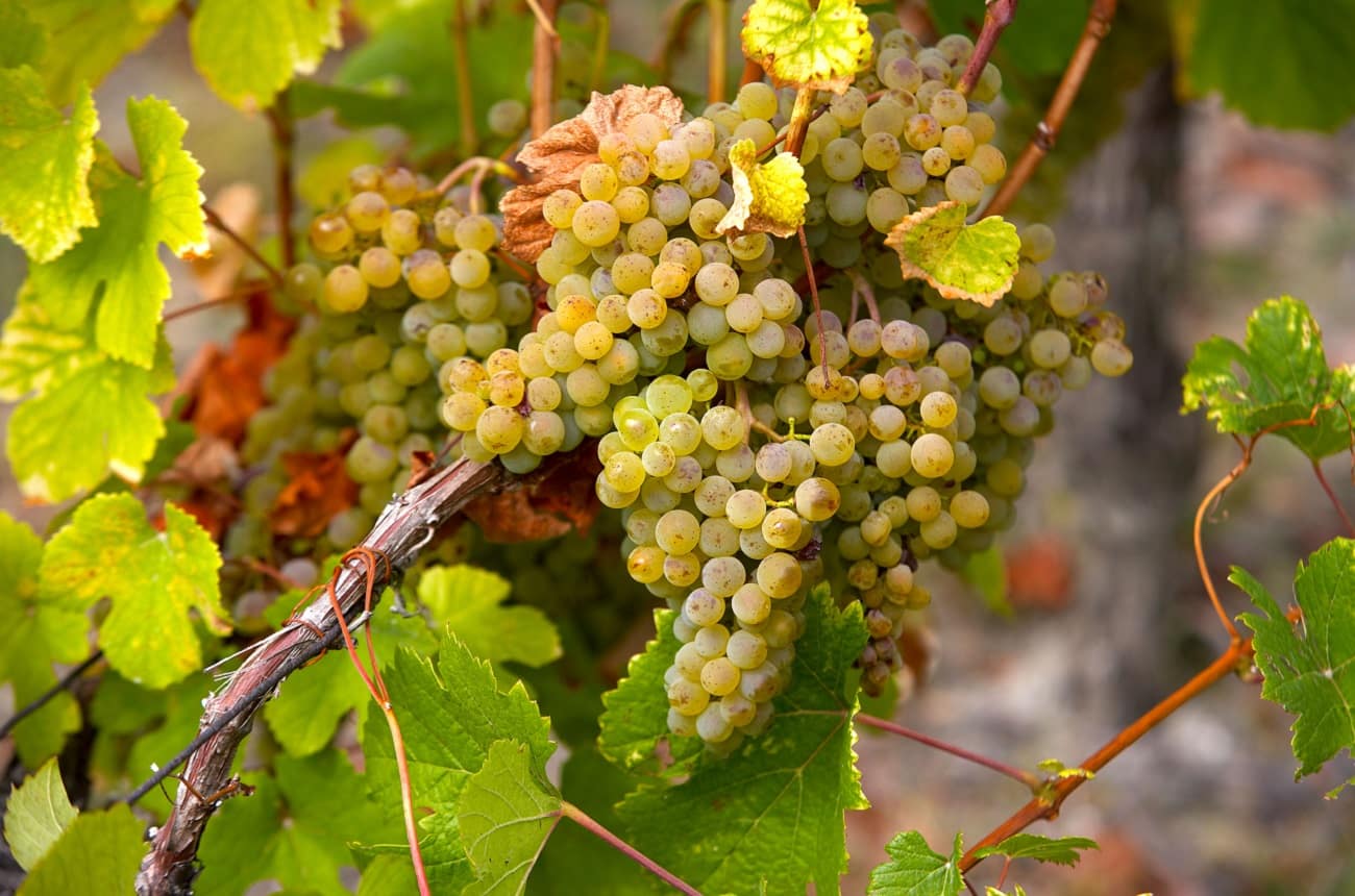 savagnin wine grapes