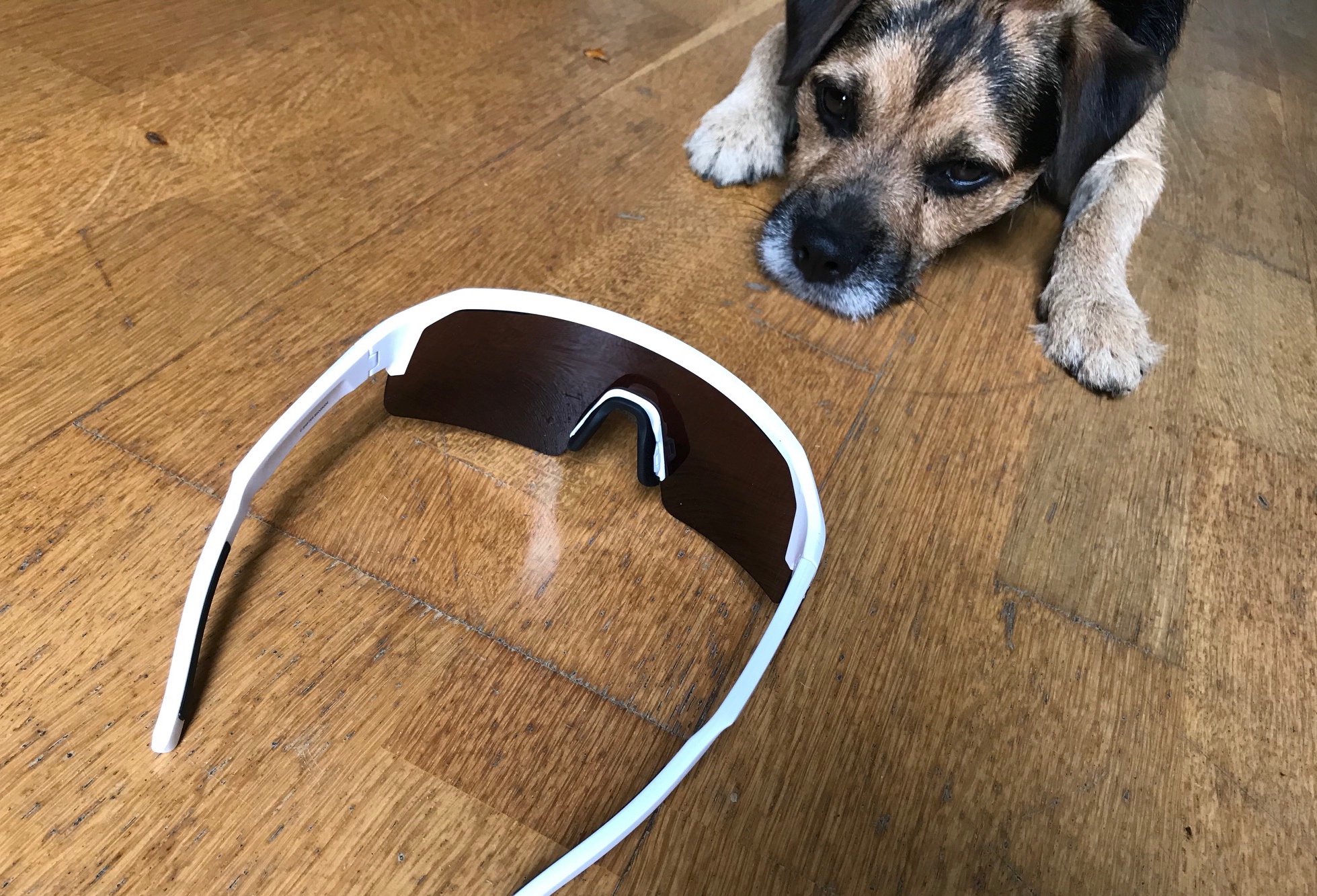 Bolle C-Shifter glasses on a wood background with a dog