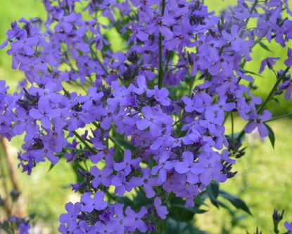 What to plant in May: 10 ways to brighten borders and pots | Gardeningetc