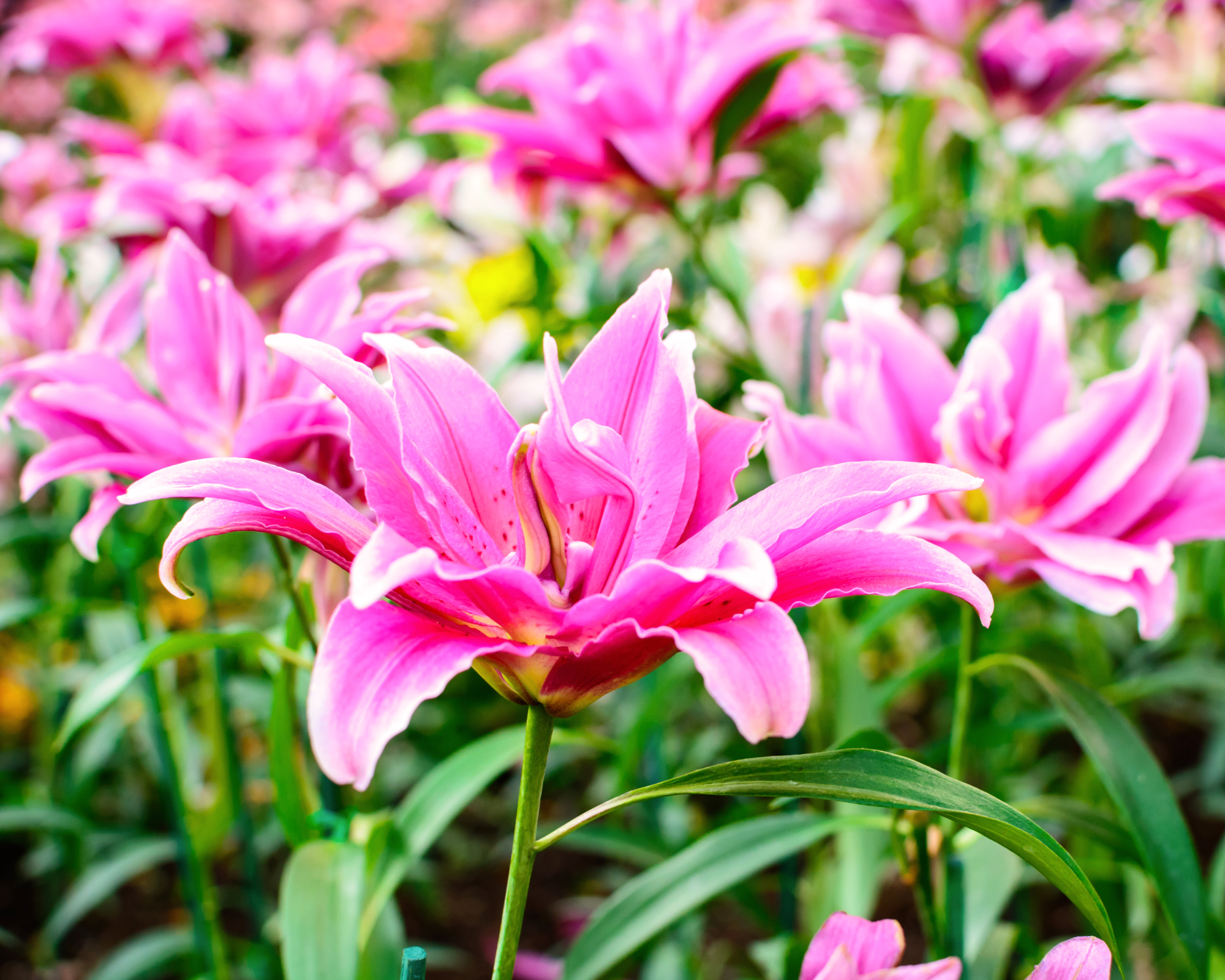 pink oriental lily roselily belonica in garden