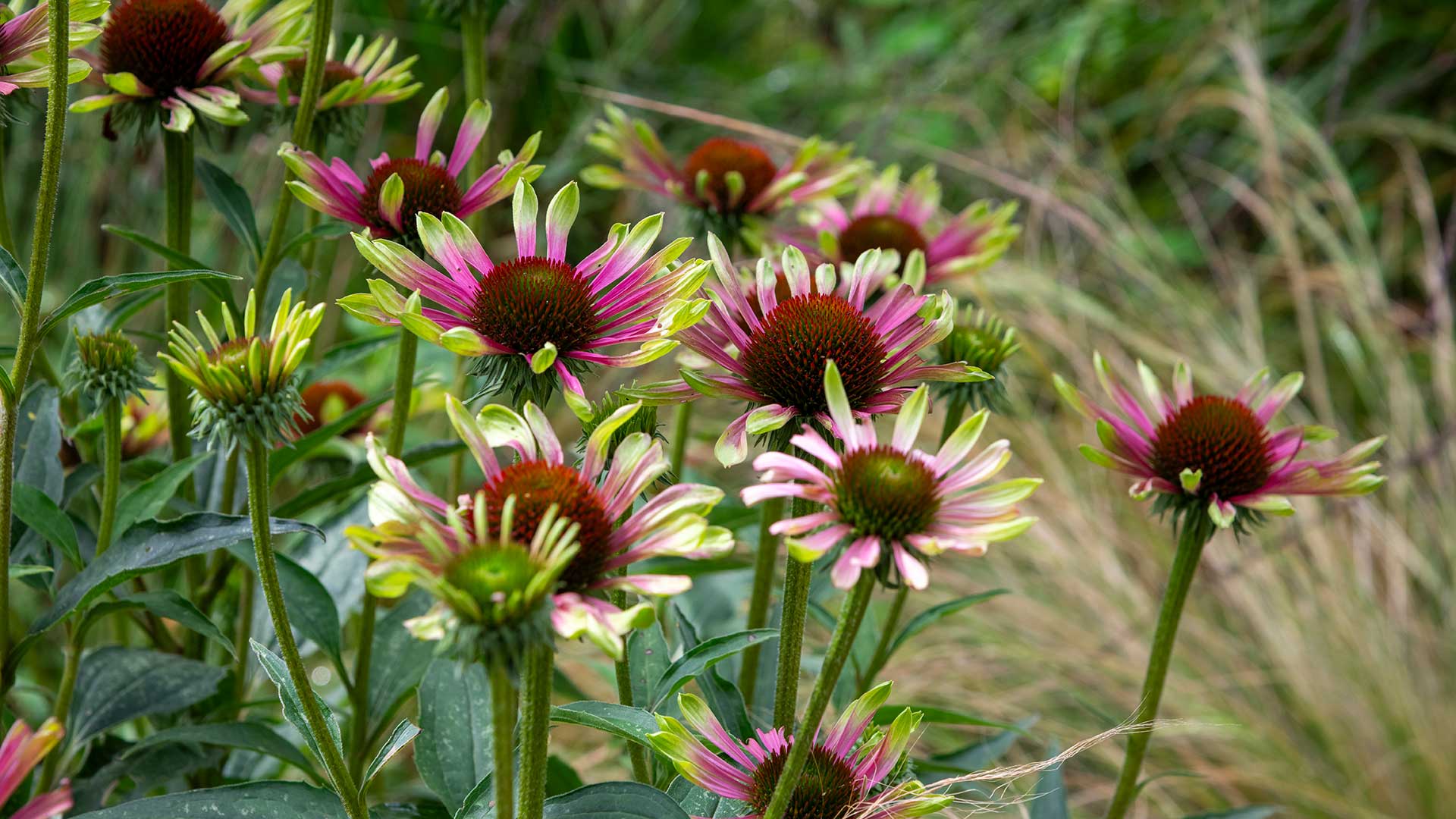 green and pink echinacea flowers