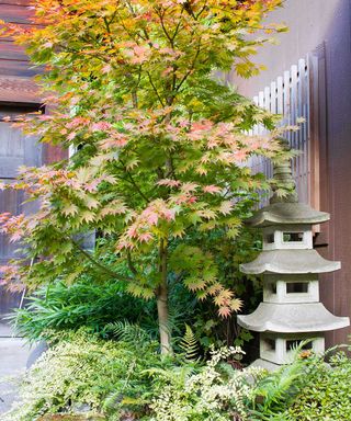 Japanese maple in garden