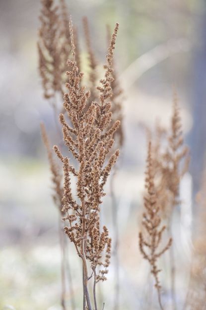 Close Up of Astilbe Plant