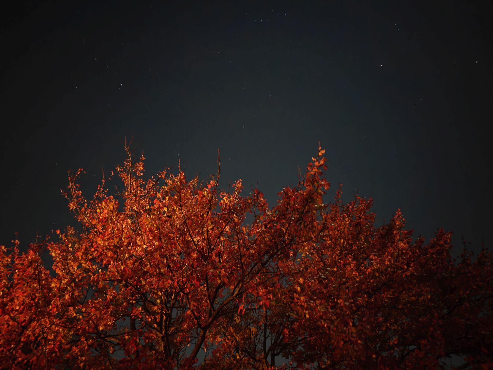 OnePlus 15  camera sample.