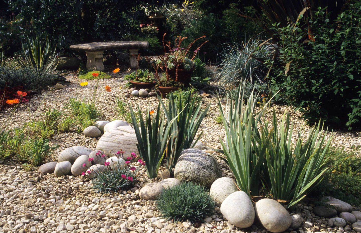 What Plants To Grow In Gravel at Virginia Morris blog