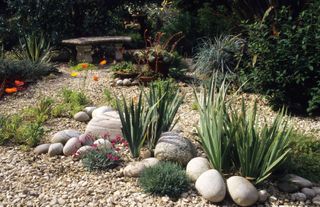 gravel garden with plants and large stones