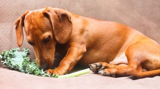 Dog eating kale