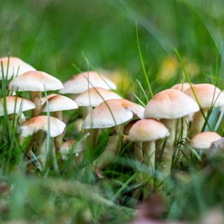 mushrooms growing in garden grass