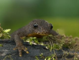 an alpine newt