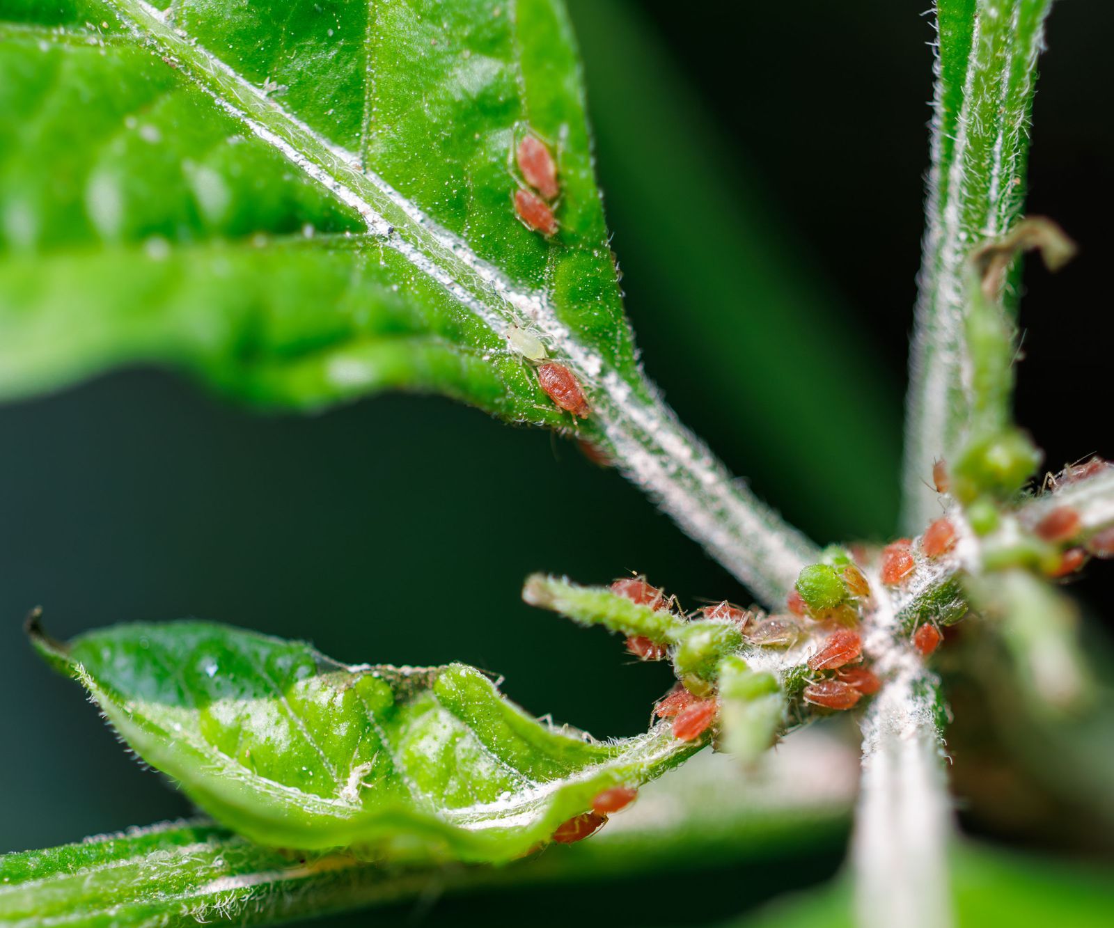8 pests that can destroy plants and how to eradicate them Homes & Gardens