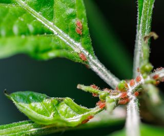 red spider mite infestation on plant