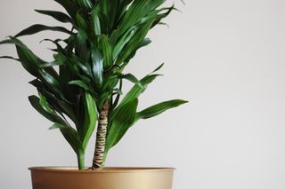 Close up of dracaena fragrans home plant