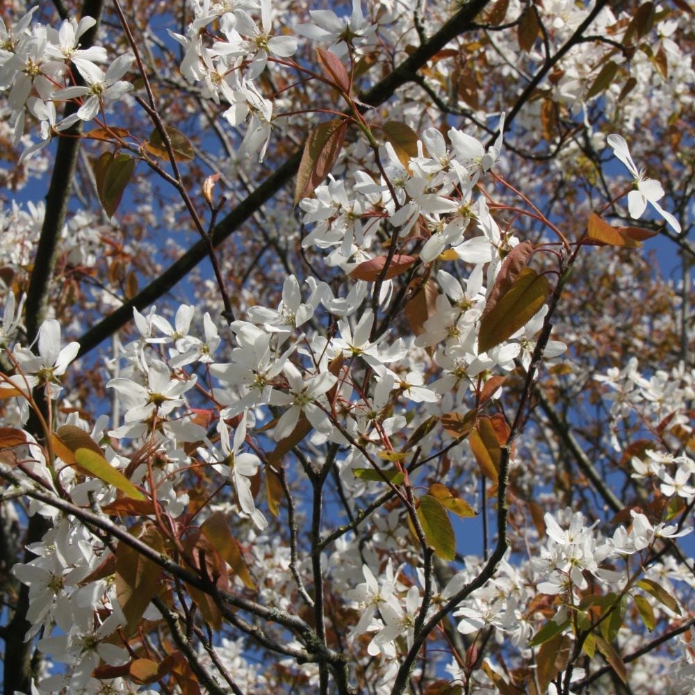 Amelanchier Laevis 'snowflakes'