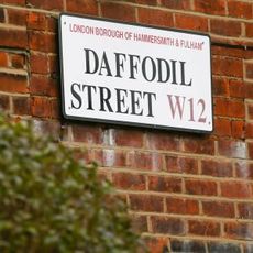 daffodil street board with brick wall and green plant