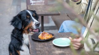 Bernese Mountain Dog