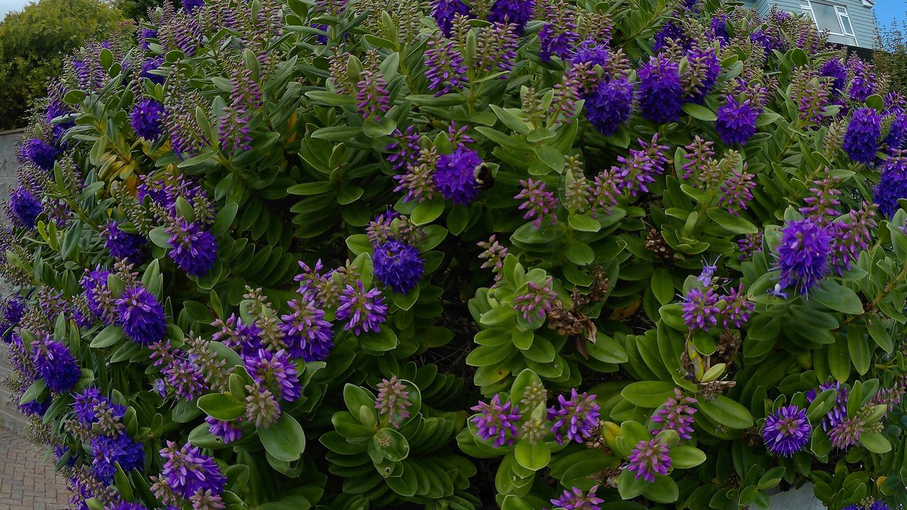Photo of a bush, taken on the Olfi one.five Black action camera