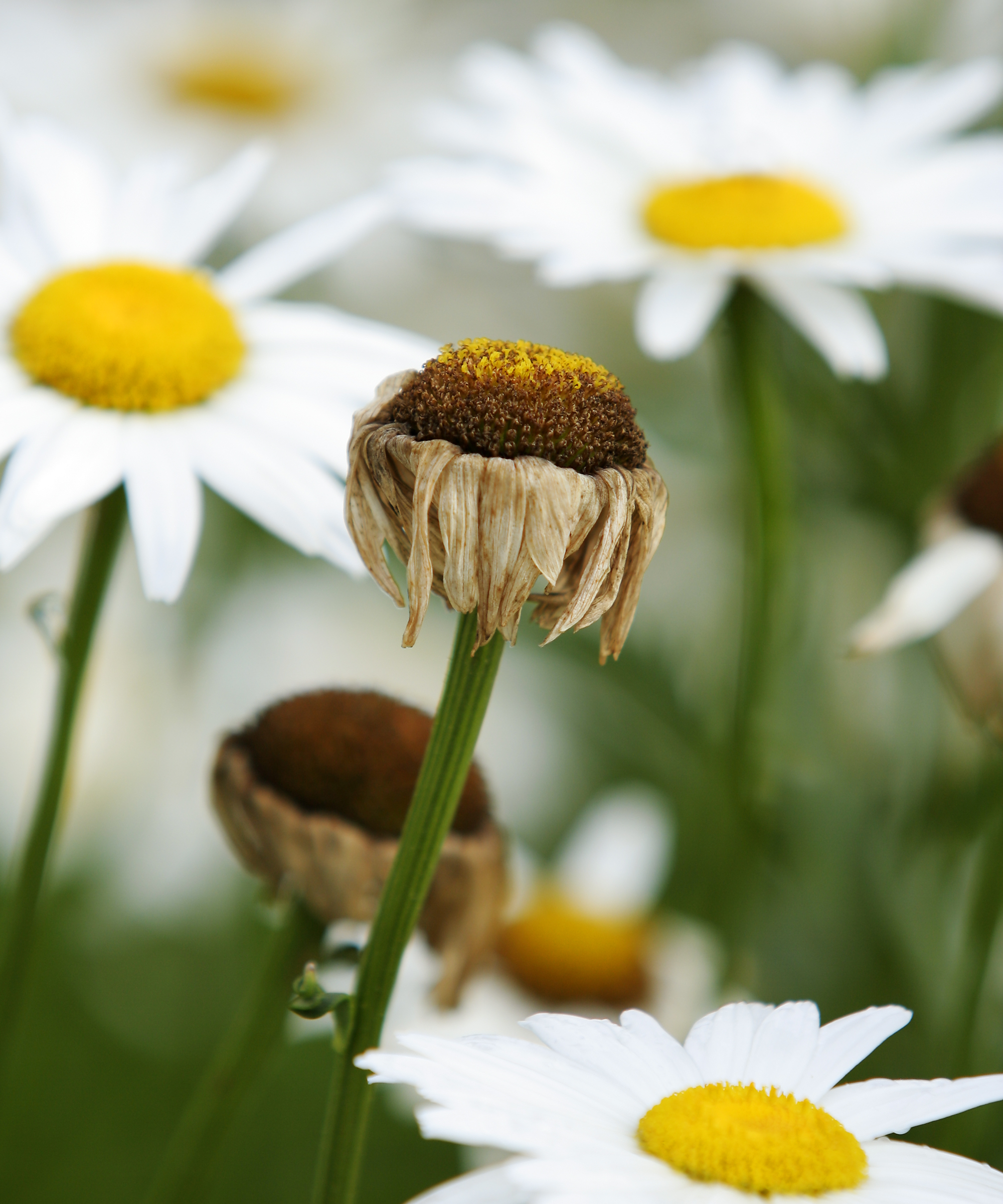Dead Shasta daisy flower