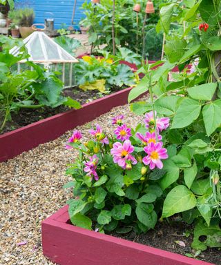 raised garden beds in a vegetable garden