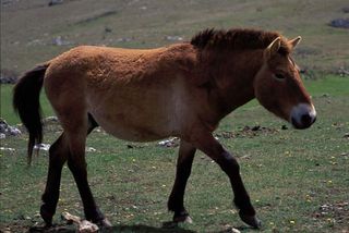 There are currently 325 Wild Horses (Equus ferus) in Mongolia. Previously listed as Extinct in the wild, Wild Horses moved down a category to Critically Endangered as a result of ongoing reintroduction efforts. The main current threat to the reintroduced population is hybridization with and the potential for disease transmission from domestic horses.