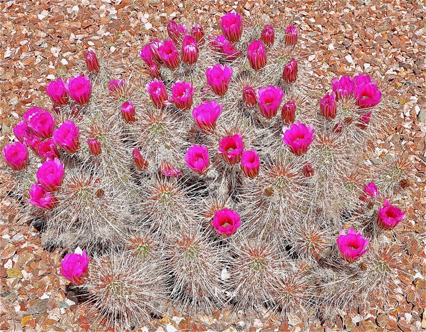 Sonoran Desert blooms