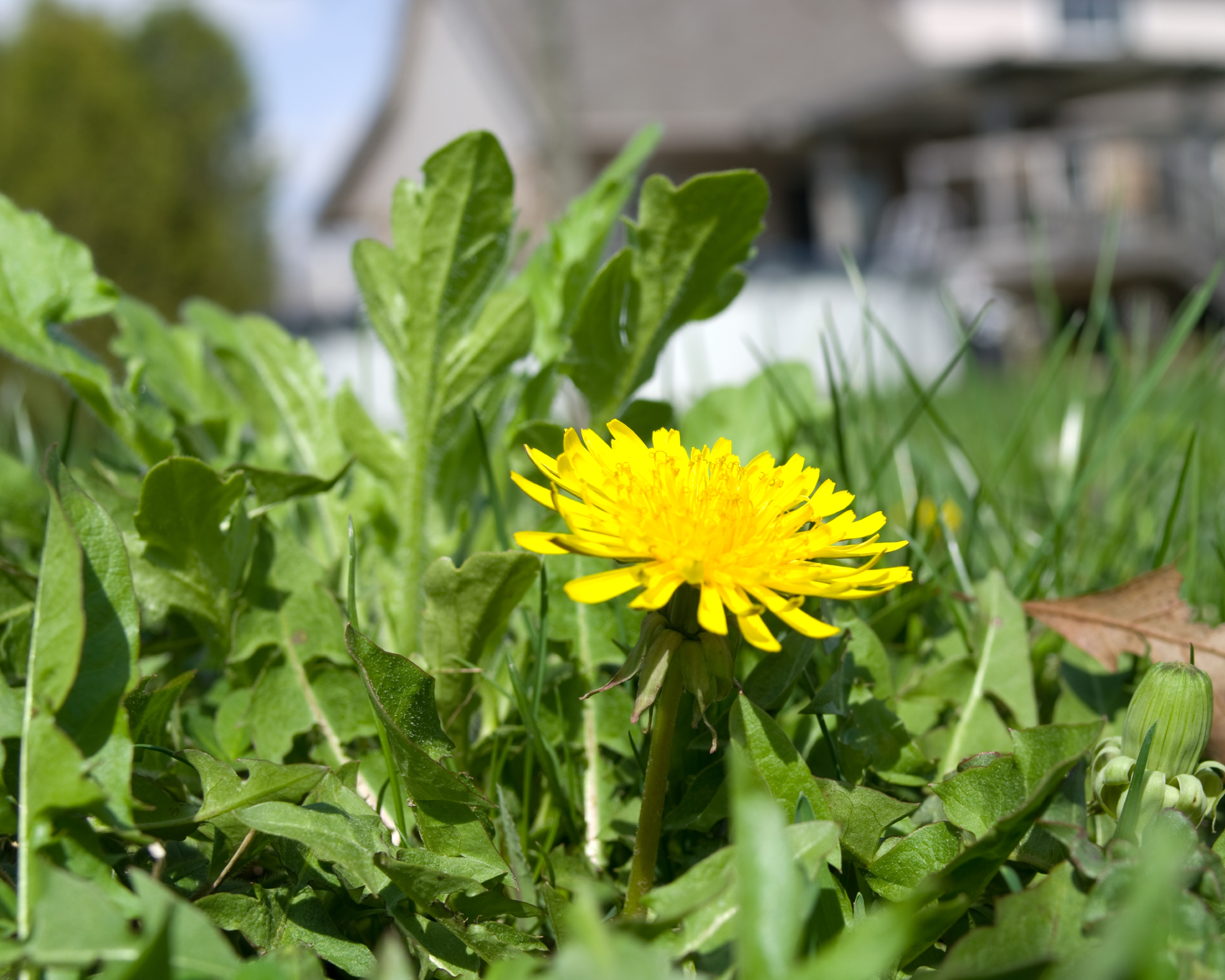 yellow perennial dandelion growing in lawn