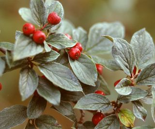 red berries on a cranberry cotoneaster shrub, also known as cotoneaster apiculatus