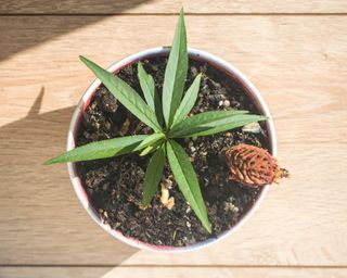 Peach seedling growing in a pot