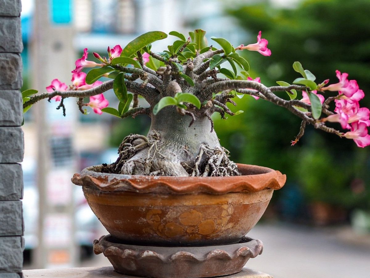 Unique Houseplants: Interesting Houseplants To Try | Gardening Know How