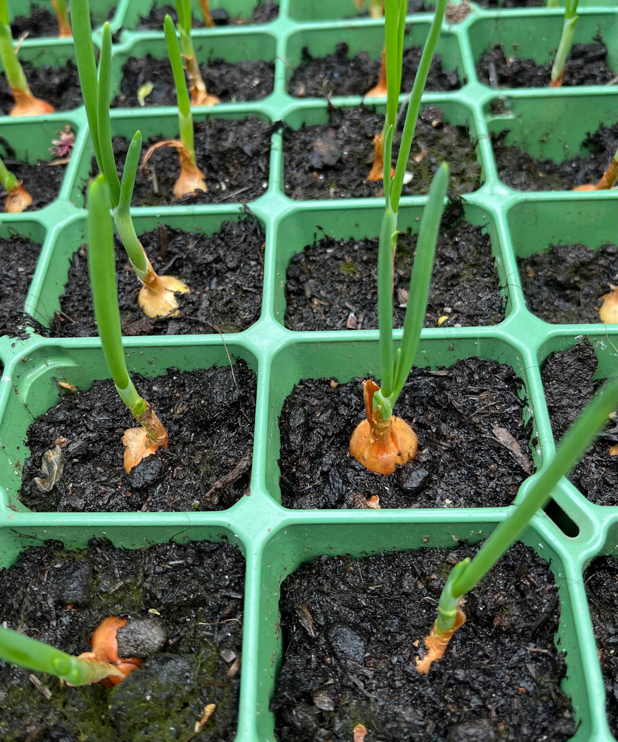 Onion starts growing in containers