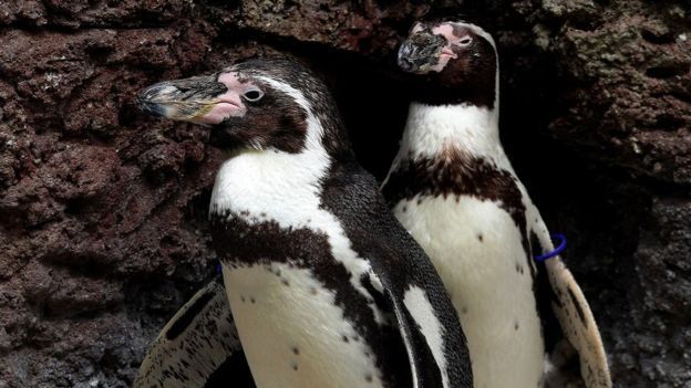 Humboldt penguins