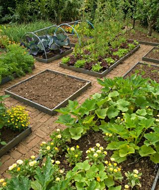 raised garden beds growing vegetables