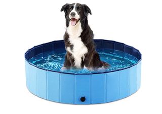 National Dog Day pool