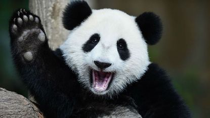 A waving panda bear