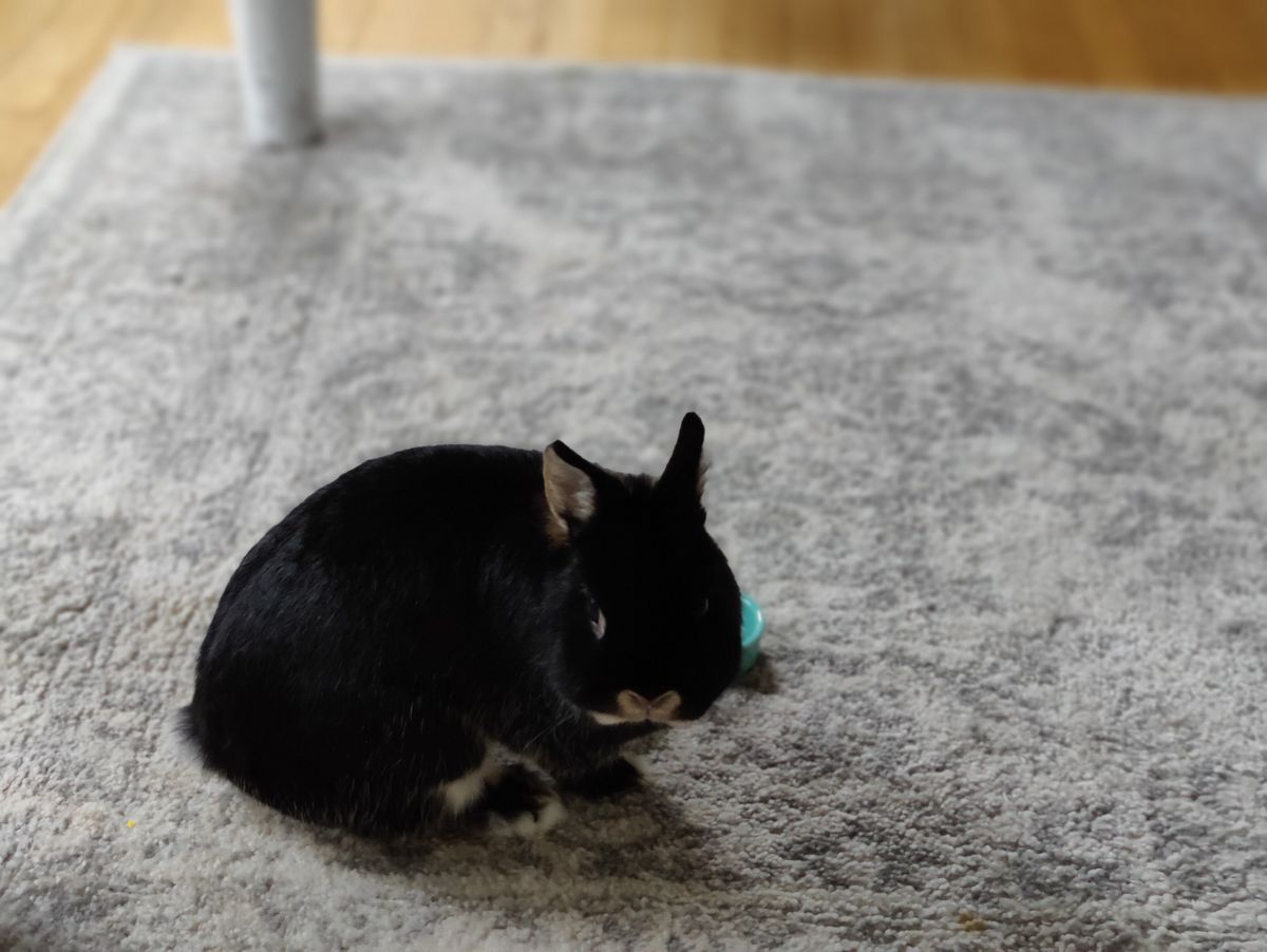 Camera samples from OnePlus 9 Pro