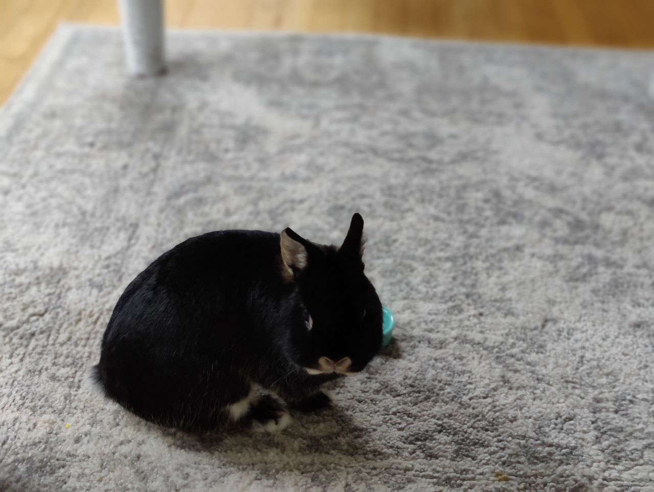 Camera samples from OnePlus 9 Pro