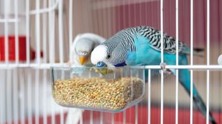 Two budgies eating seeds