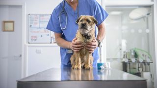 Dog standing on a table with a vet standing behind holding it