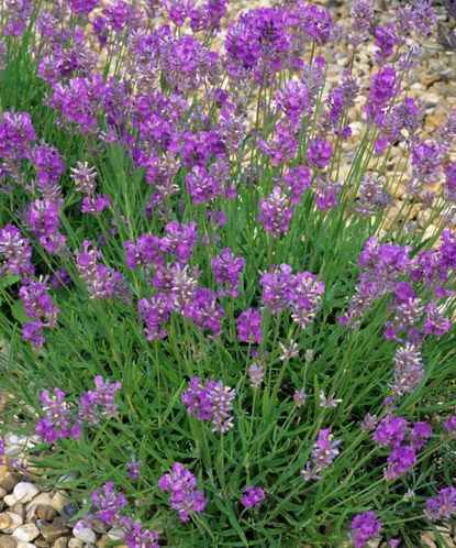 Types of lavender: 15 stunning varieties to grow | Gardeningetc