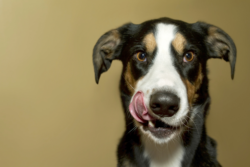 what to do if your dog eats human poop