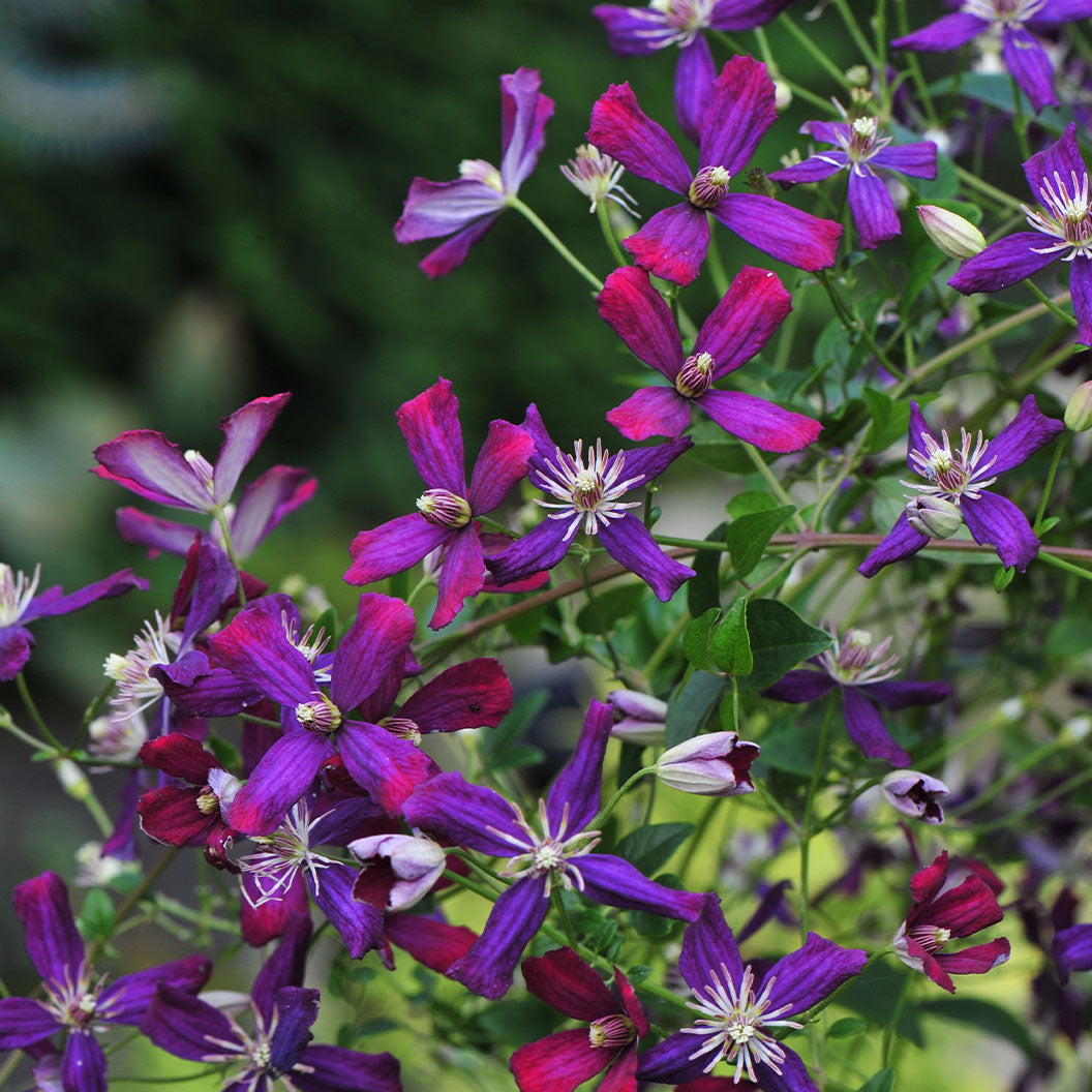 Proven Winners&amp;reg; Clematis 'sweet Summer Love' Vine