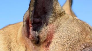 Bloody wound caused by scratching on animal skin of short haired French Bulldog with severe allergies causing itching