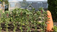 Organza mesh bags to protect crops from pests
