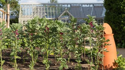 Organza mesh bags to protect crops from pests