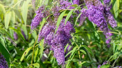 Close up shot of buddleia purple flowers also known as the butterfly bush