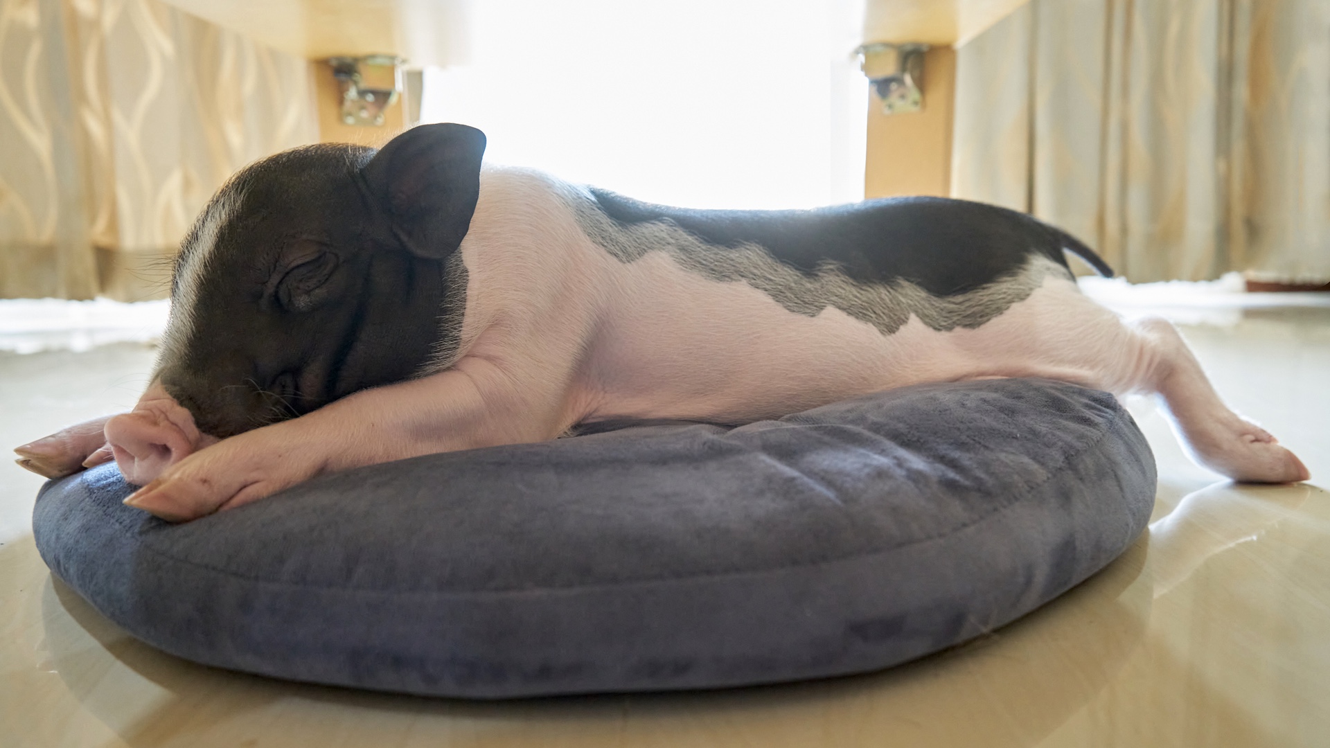 Pot bellied pig asleep on cushion in home