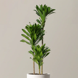 a Large Dracaena Compacta Cane plant in a white pot