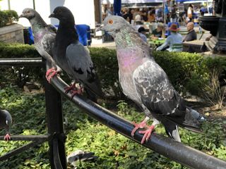 Pigeons in the park